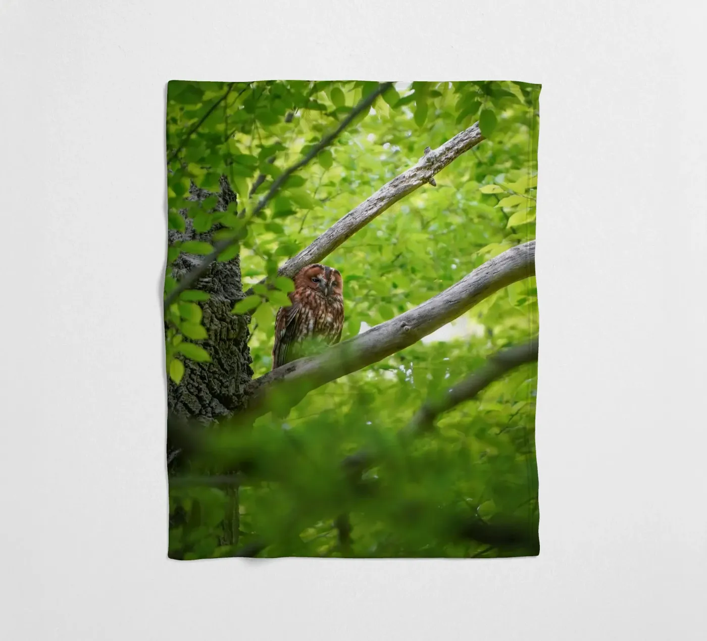 Tawny Owl coperta in pile da Tom's Wildlife