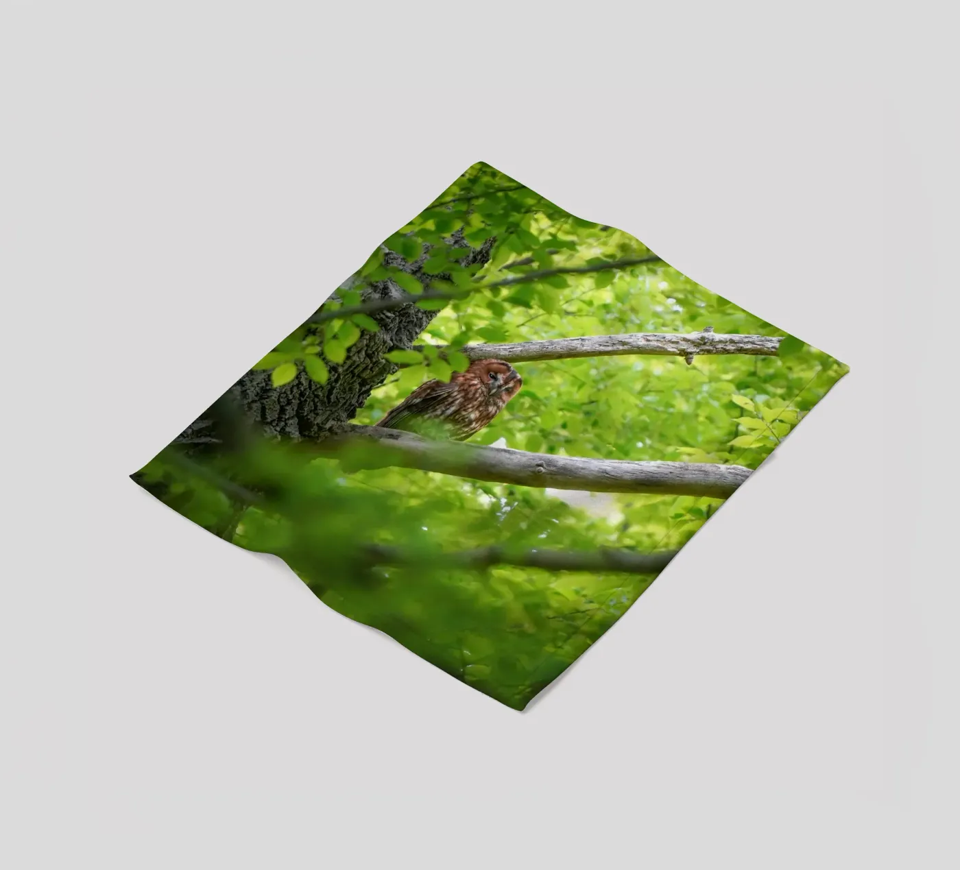 Tawny Owl coperta in pile da Tom's Wildlife
