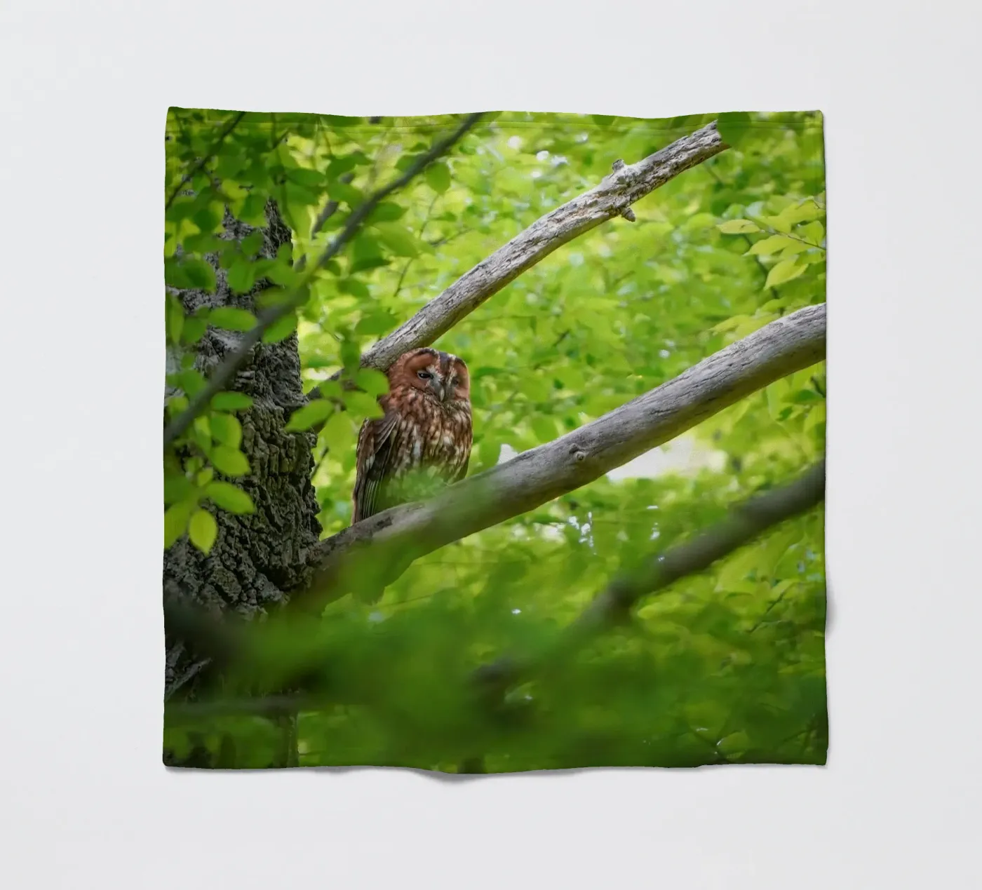 Tawny Owl Fleecedecke von Tom's Wildlife