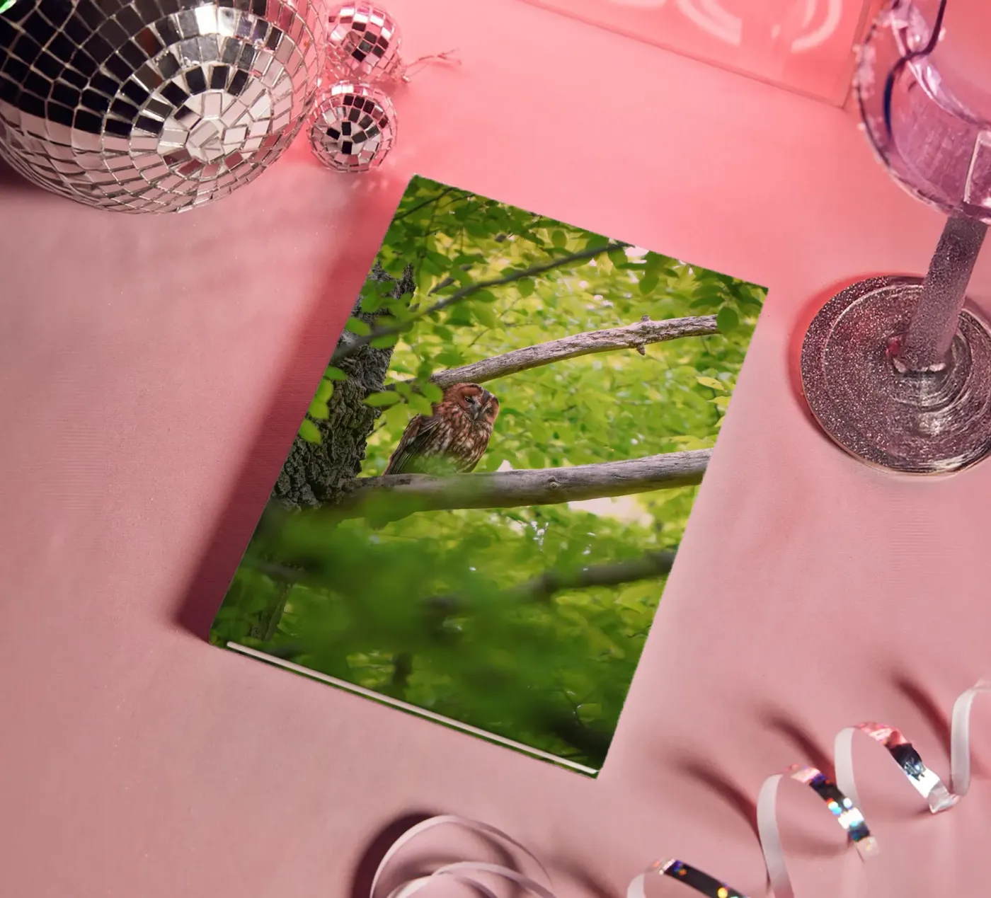 Allocco diario da Tom's Wildlife