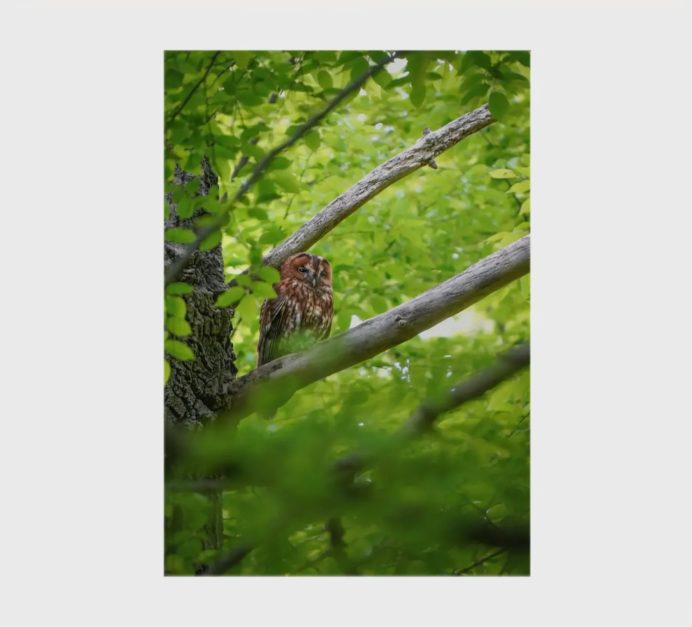 Allocco diario da Tom's Wildlife