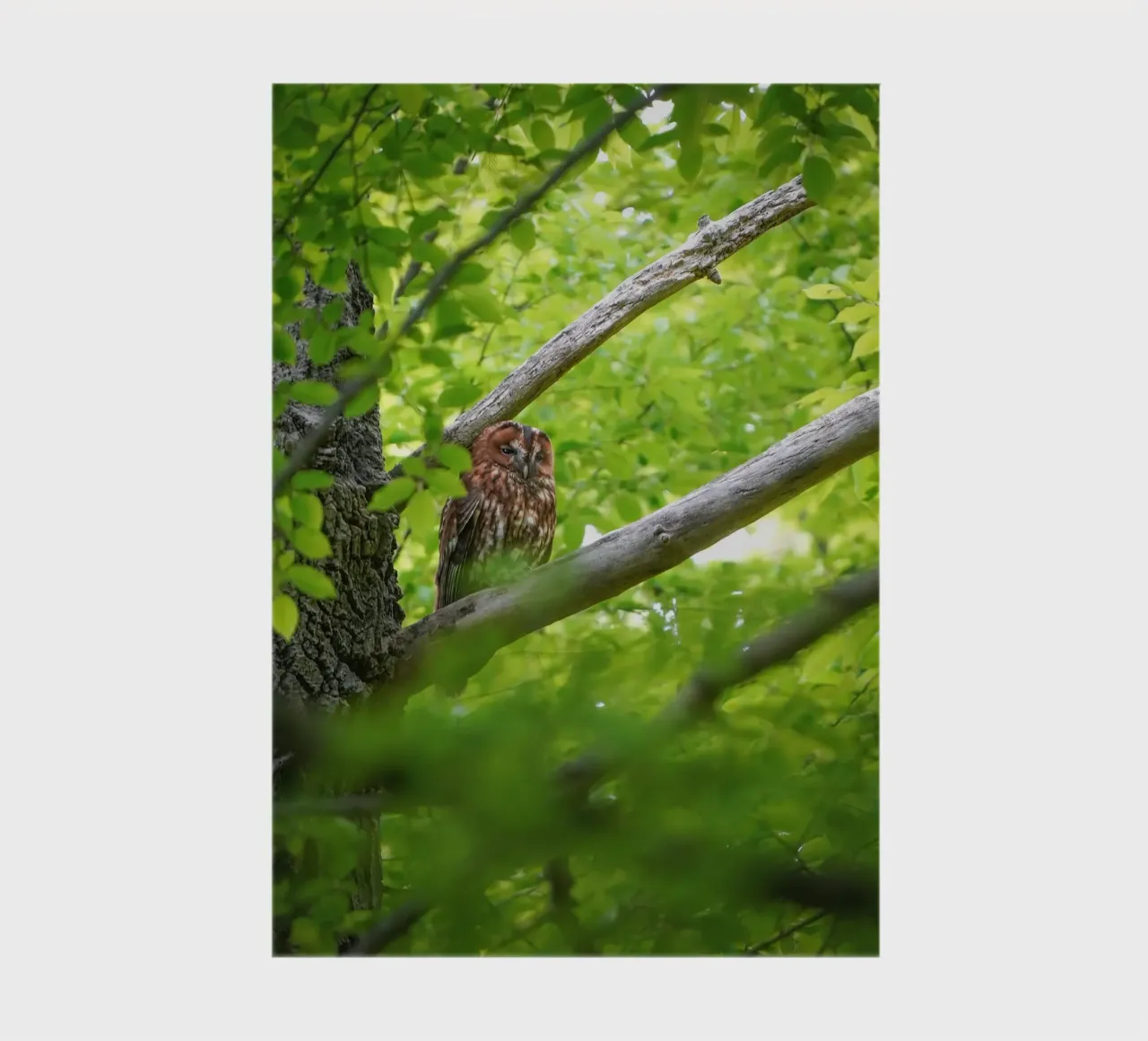 Allocco diario da Tom's Wildlife