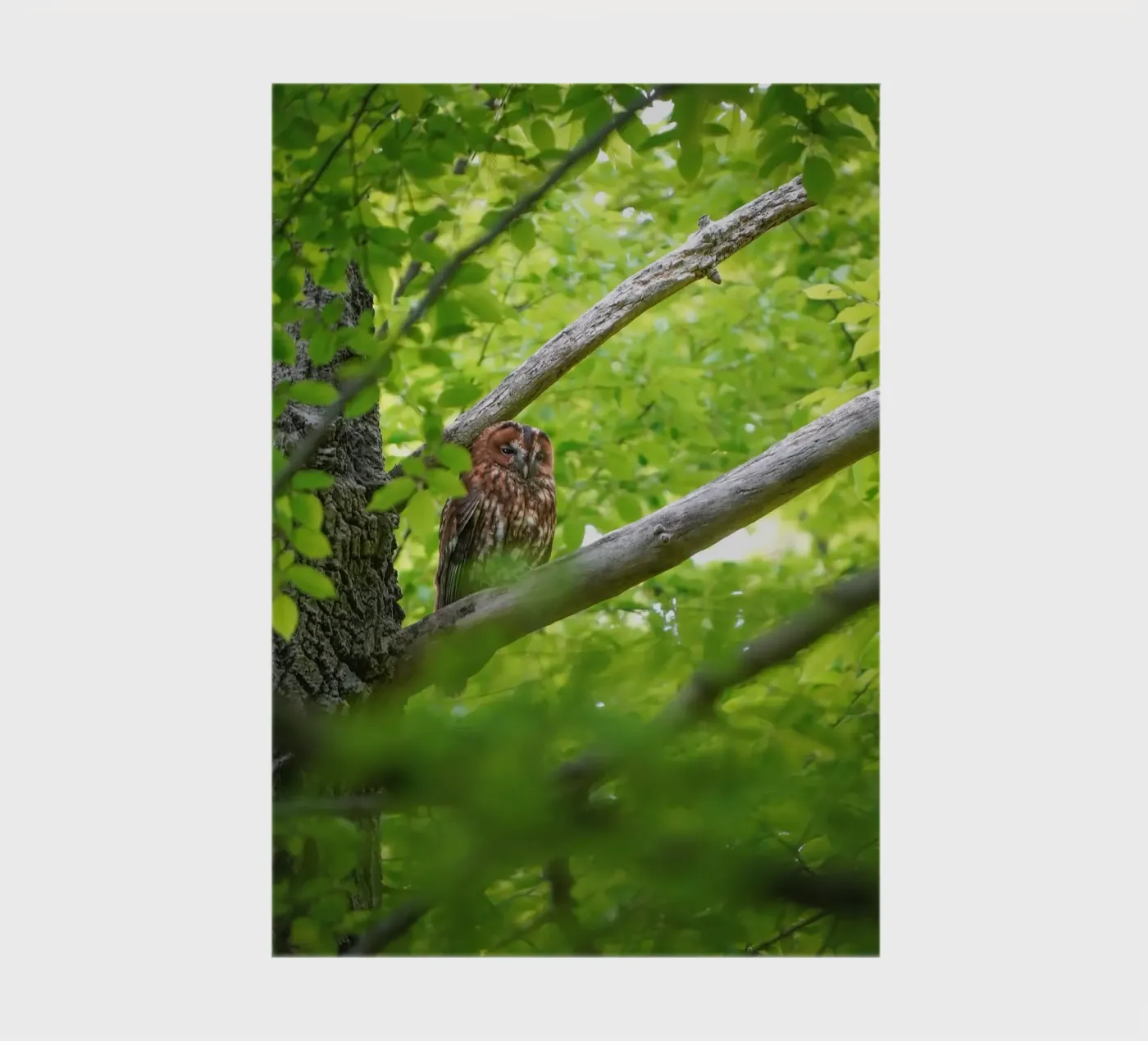 Allocco diario da Tom's Wildlife