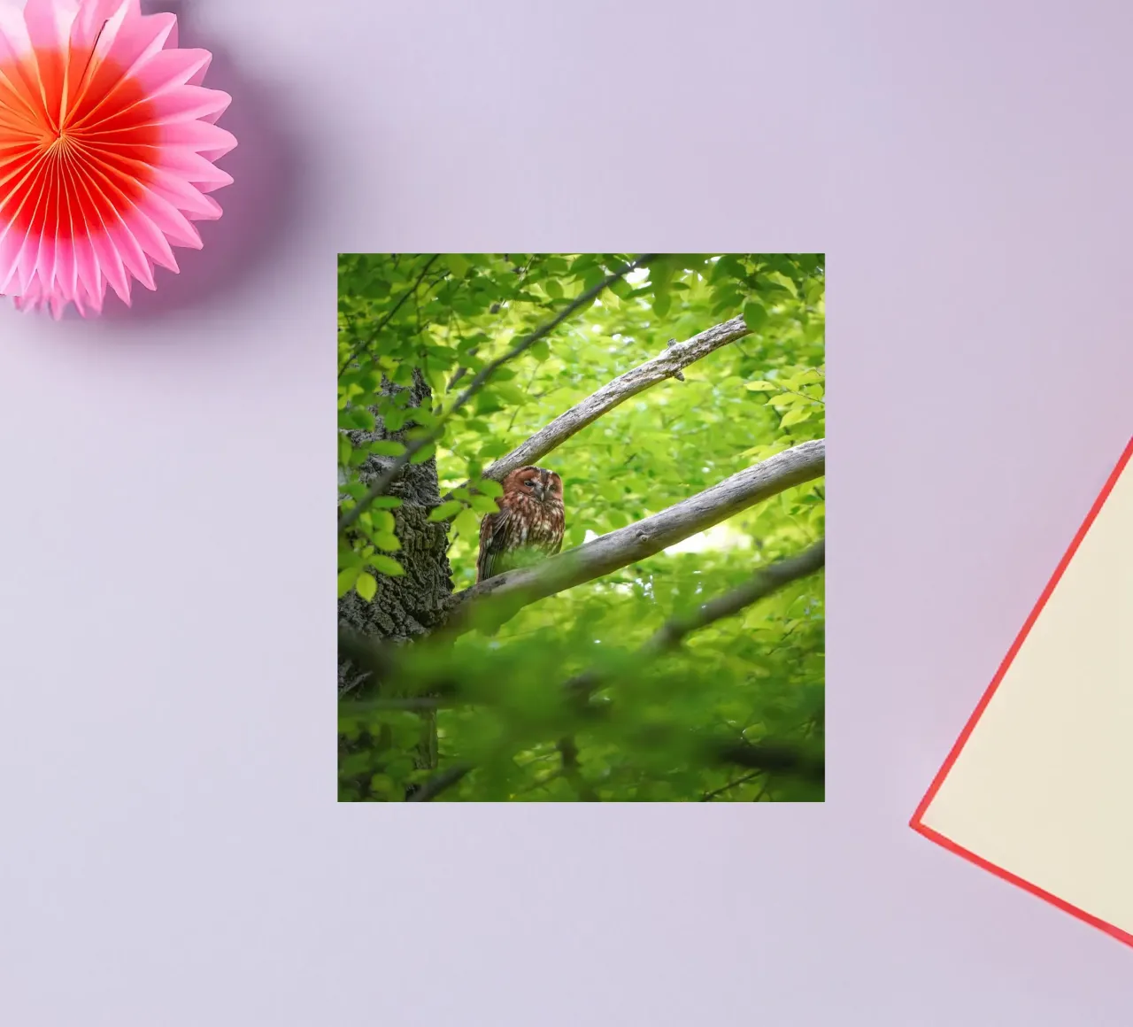 Allocco adesivo da Tom's Wildlife