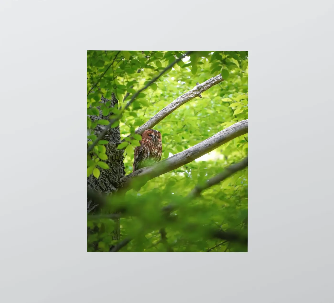 Allocco adesivo da Tom's Wildlife