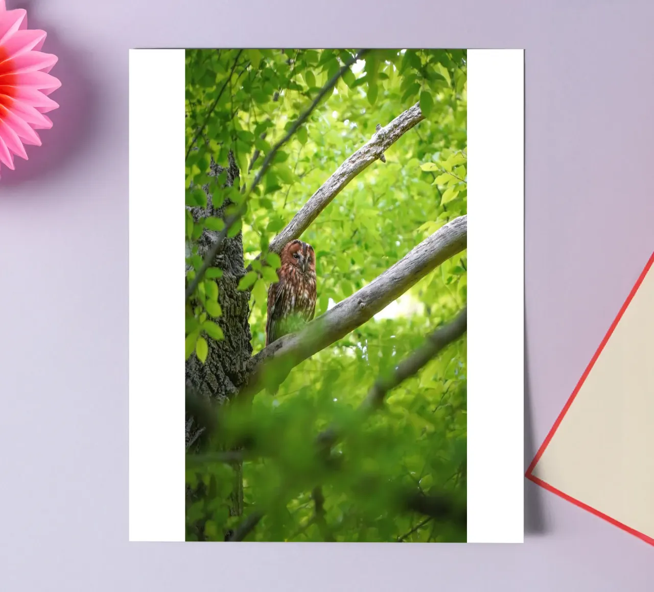 Allocco foglio adesivo da Tom's Wildlife