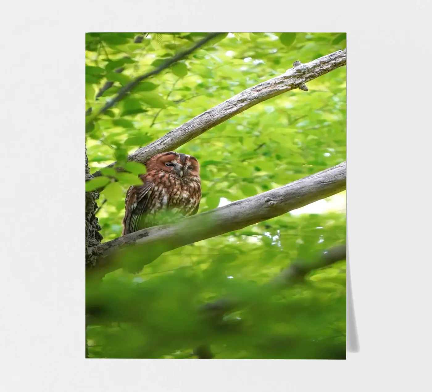 Tawny Owl foglio adesivo da Tom's Wildlife