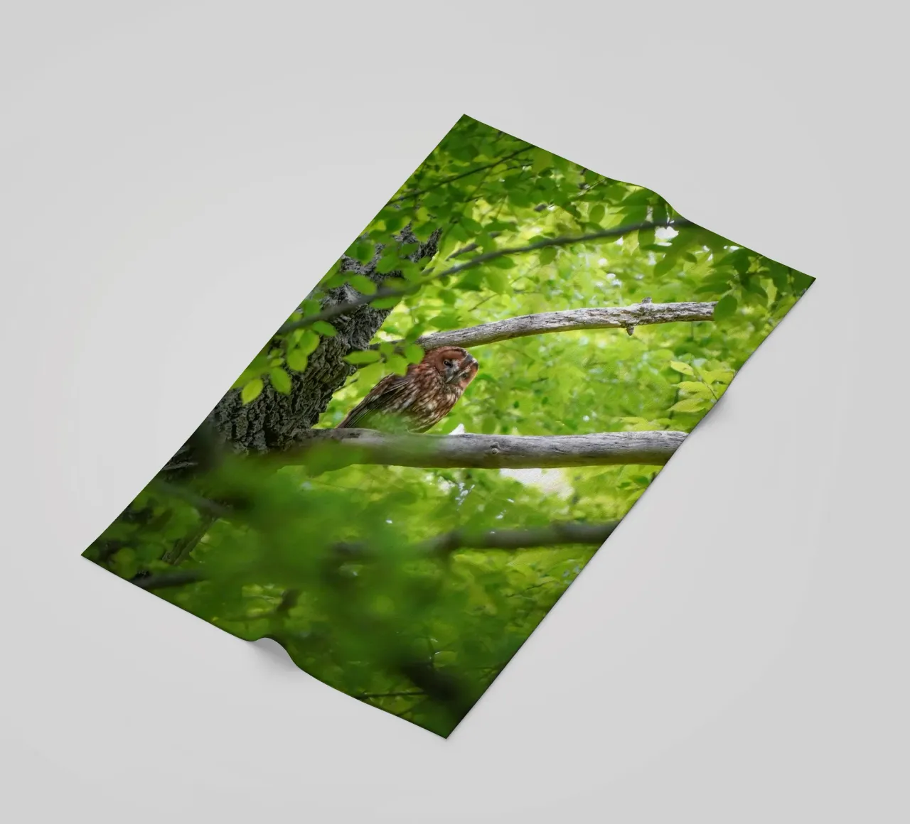 Allocco telo mare da Tom's Wildlife