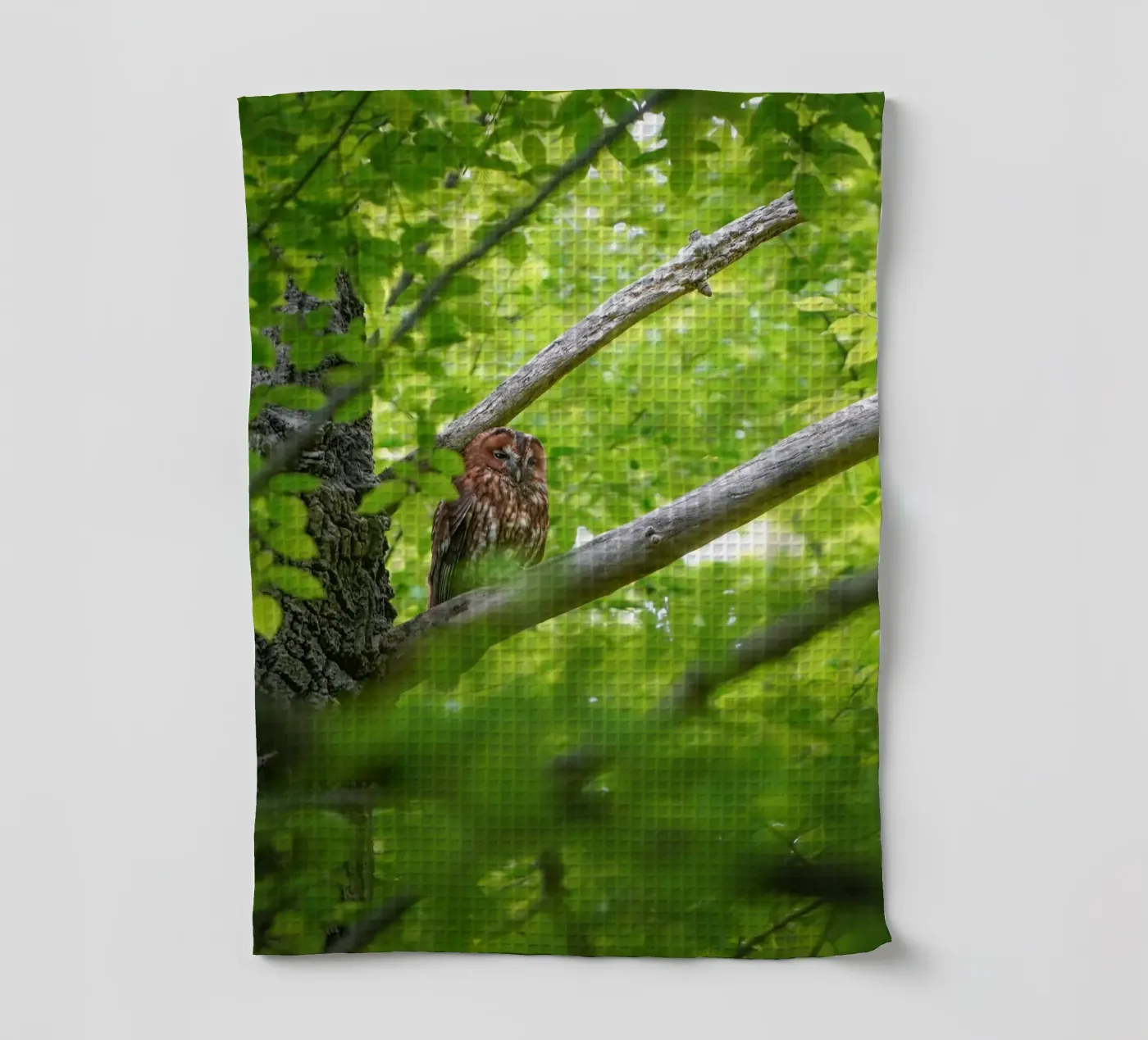 Tawny Owl canovaccio da cucina da Tom's Wildlife