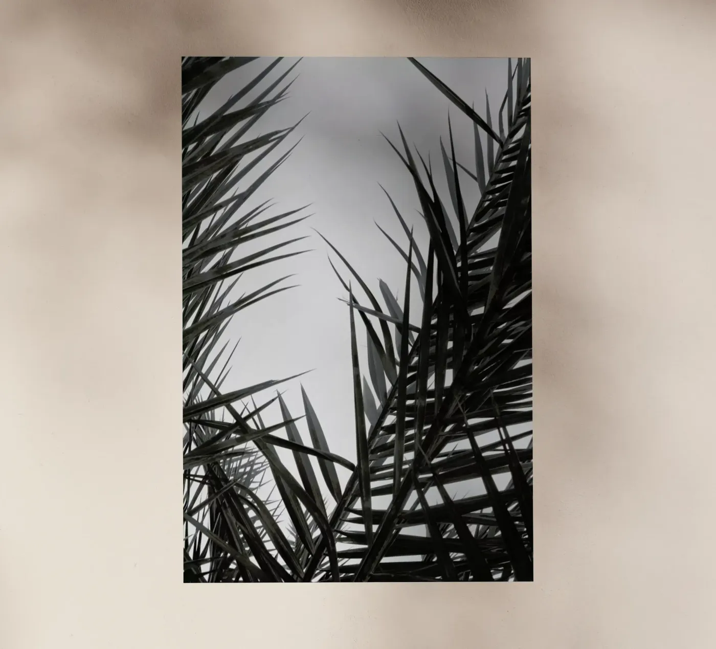 Flourish pellicola backlit da Flora & Fauna