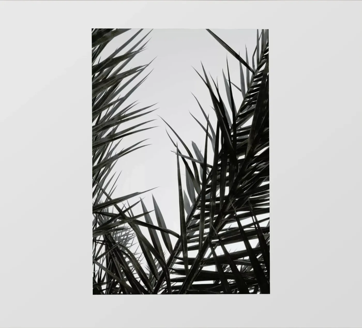 Flourish pellicola backlit da Flora & Fauna