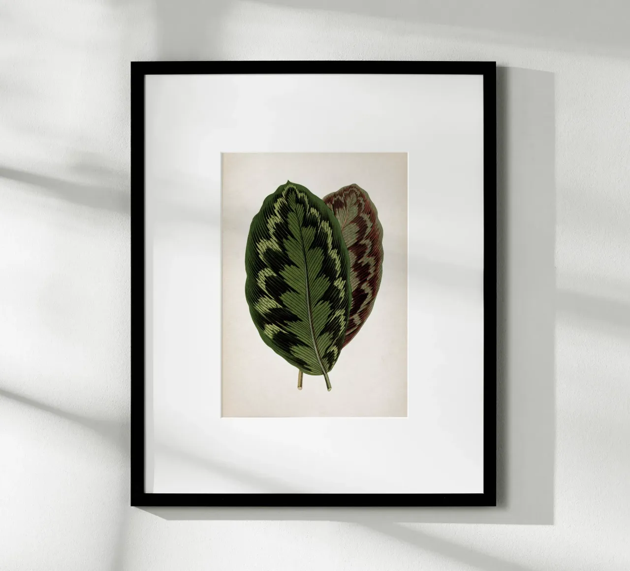 Vintage Houtte 1 Calathea Veitchiana poster da Vintage Print Collection