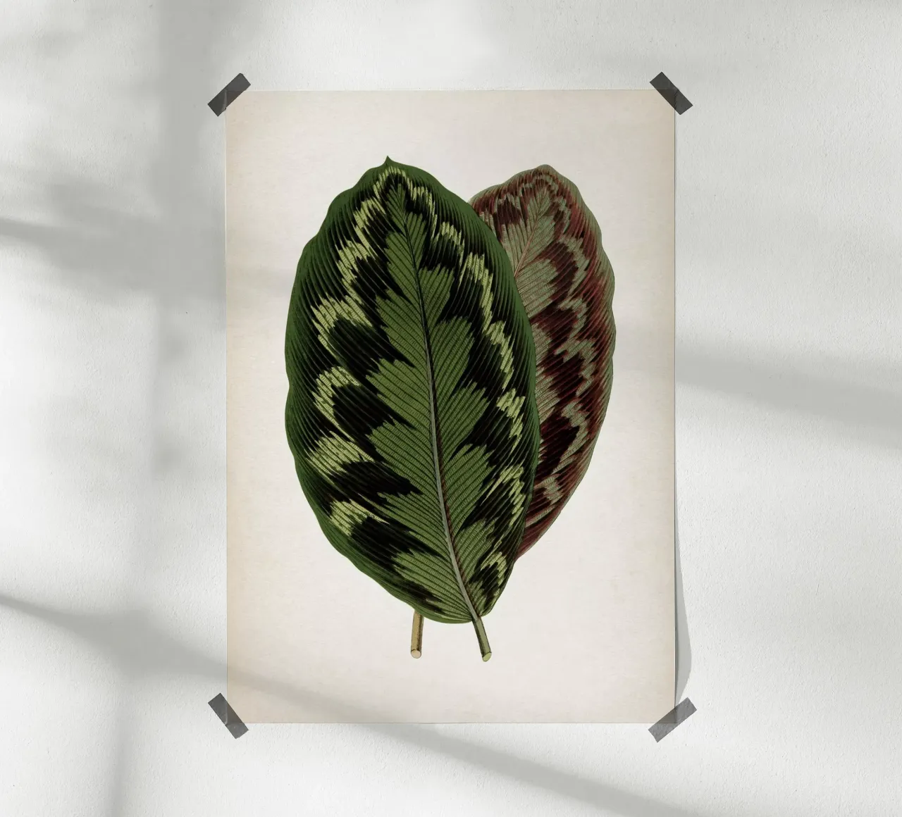 Vintage Houtte 1 Calathea Veitchiana poster da Vintage Print Collection