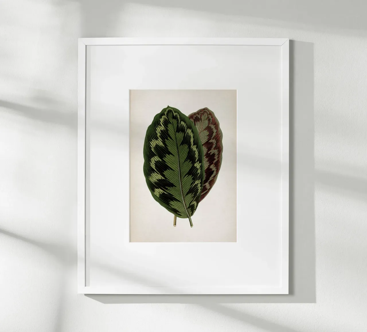 Vintage Houtte 1 Calathea Veitchiana poster da Vintage Print Collection