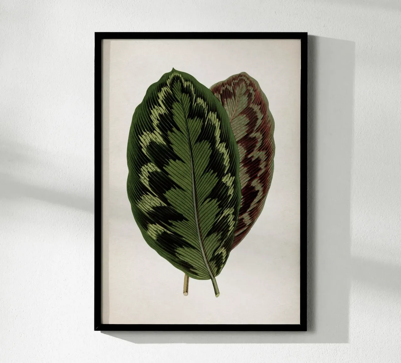 Vintage Houtte 1 Calathea Veitchiana poster da Vintage Print Collection