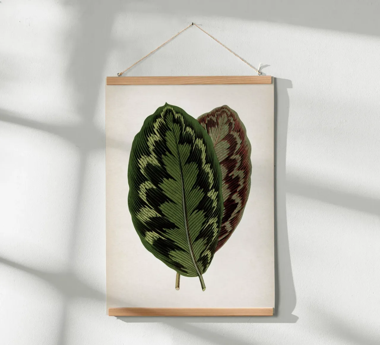 Vintage Houtte 1 Calathea Veitchiana poster da Vintage Print Collection