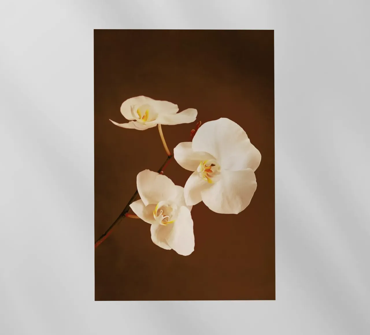 Dew Drops pellicola backlit da Flora & Fauna