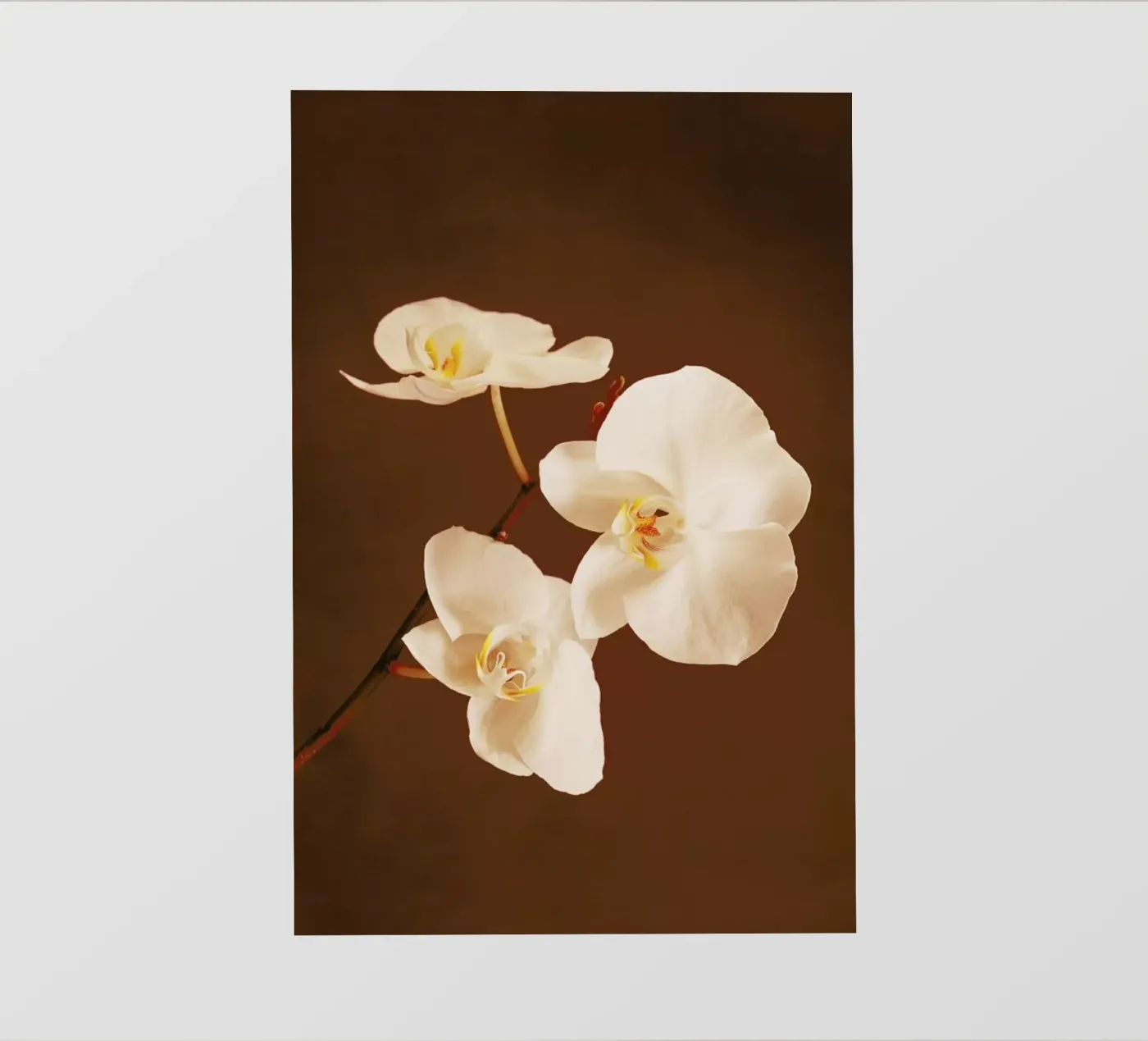 Dew Drops pellicola backlit da Flora & Fauna