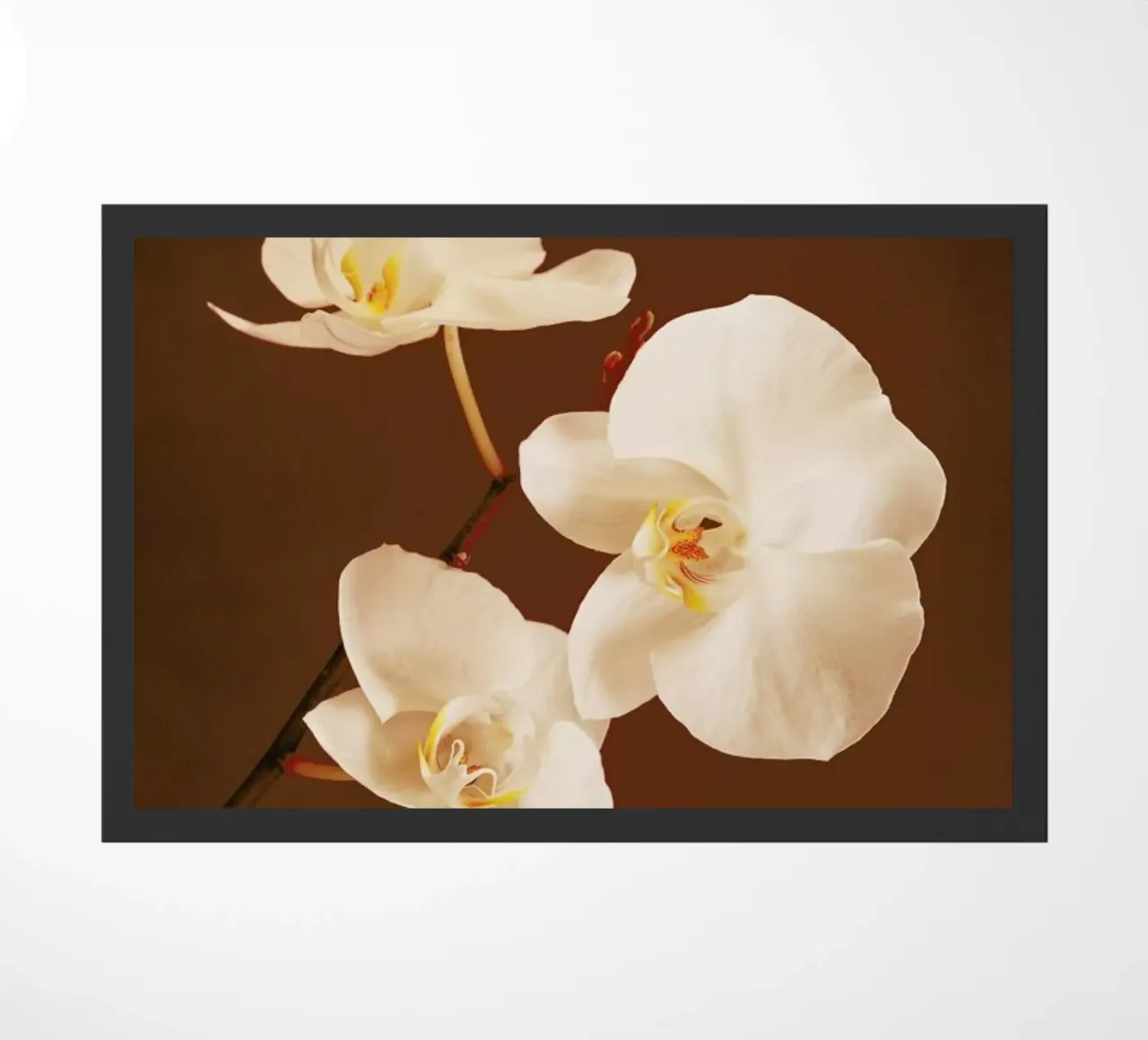 Dew Drops zerbino da Flora & Fauna