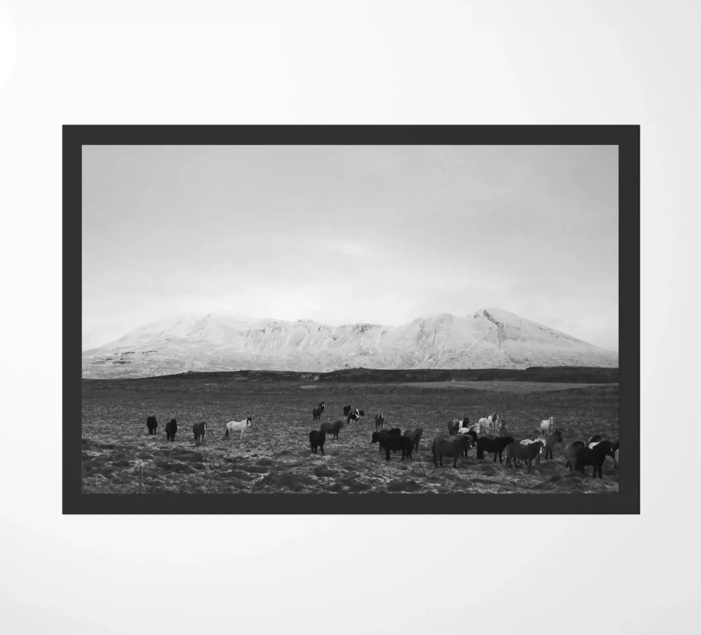 The herd zerbino da Nur Mut