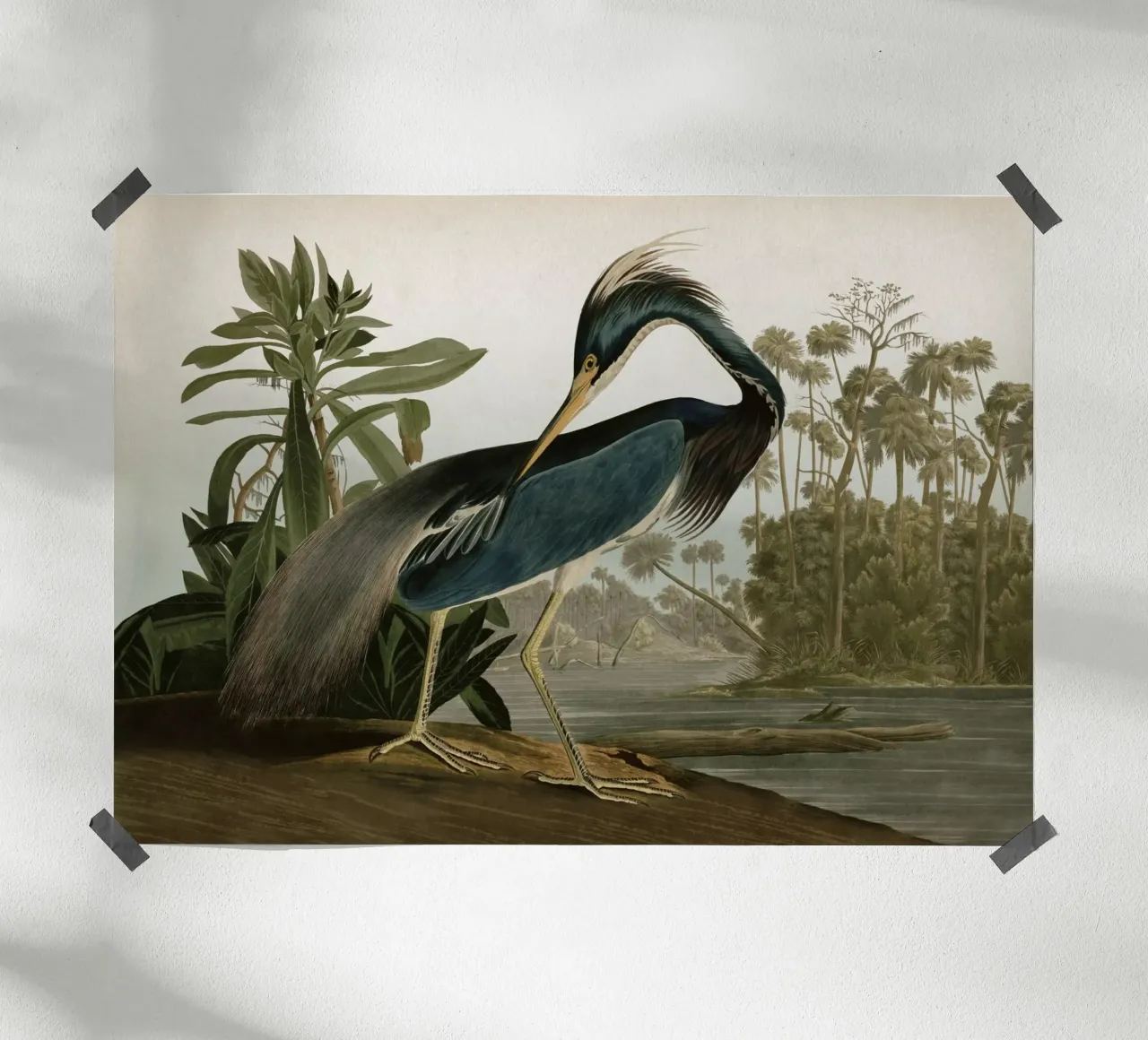 Vintage Audubon 2 Louisiana Heron poster met aluminium frame van Vintage Print Collection