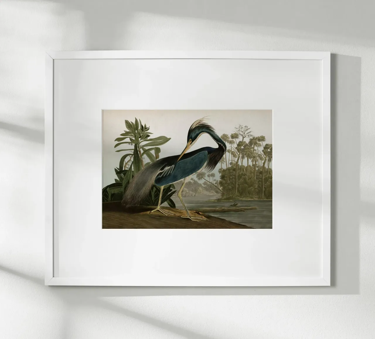 Vintage Audubon 2 Louisiana Heron poster met aluminium frame van Vintage Print Collection