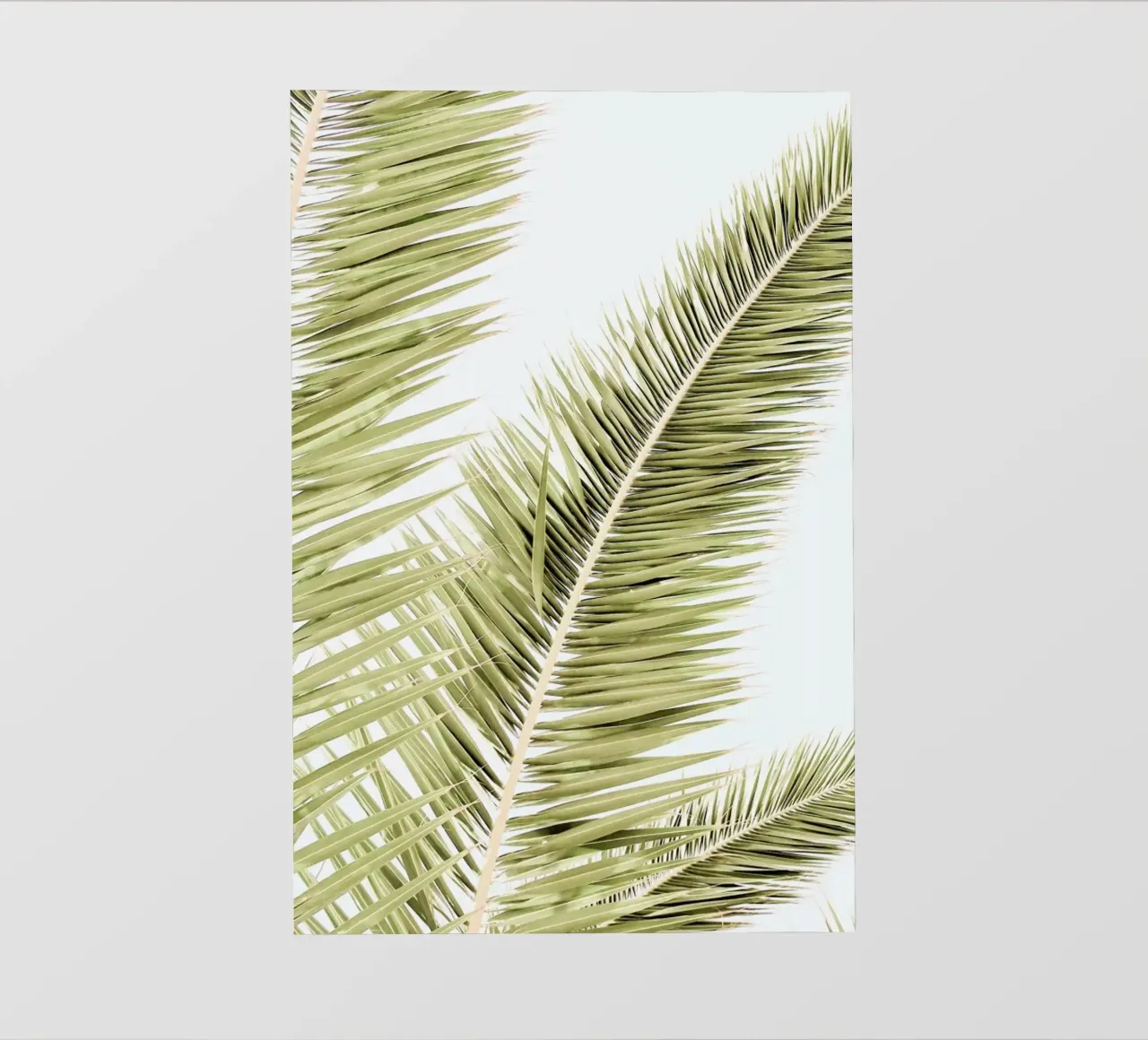 Light Palm Trees Backlit Folie von Babett Schultze