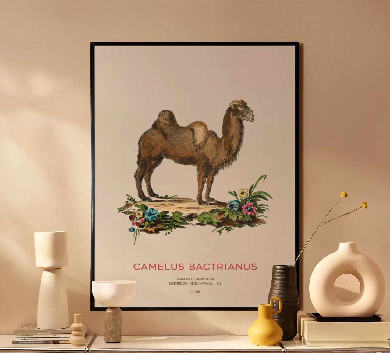 Zweihöckriges Kamel Wissenschaftliche Zeichnung Poster von Vintagrafica