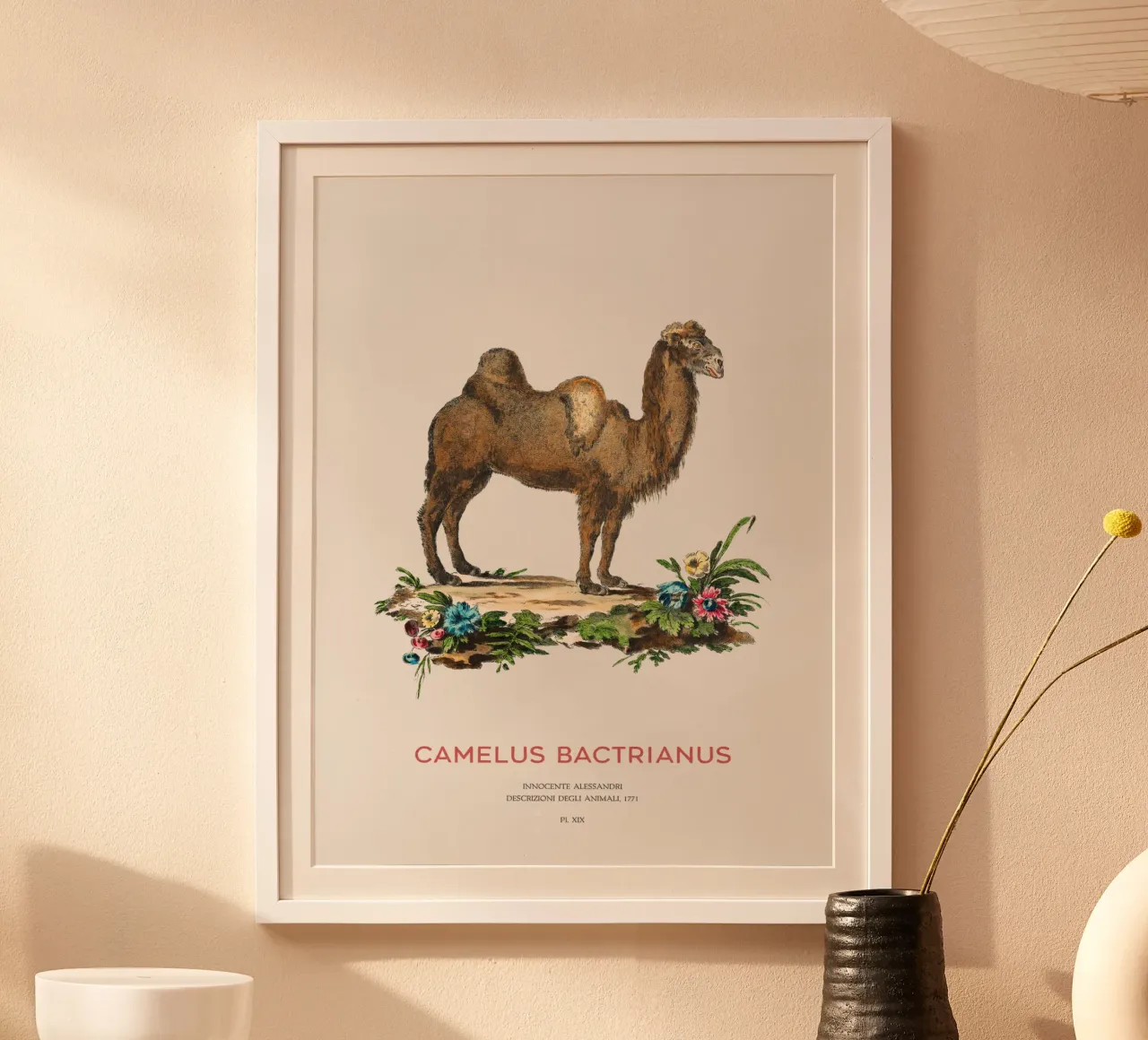 Zweihöckriges Kamel Wissenschaftliche Zeichnung Poster von Vintagrafica