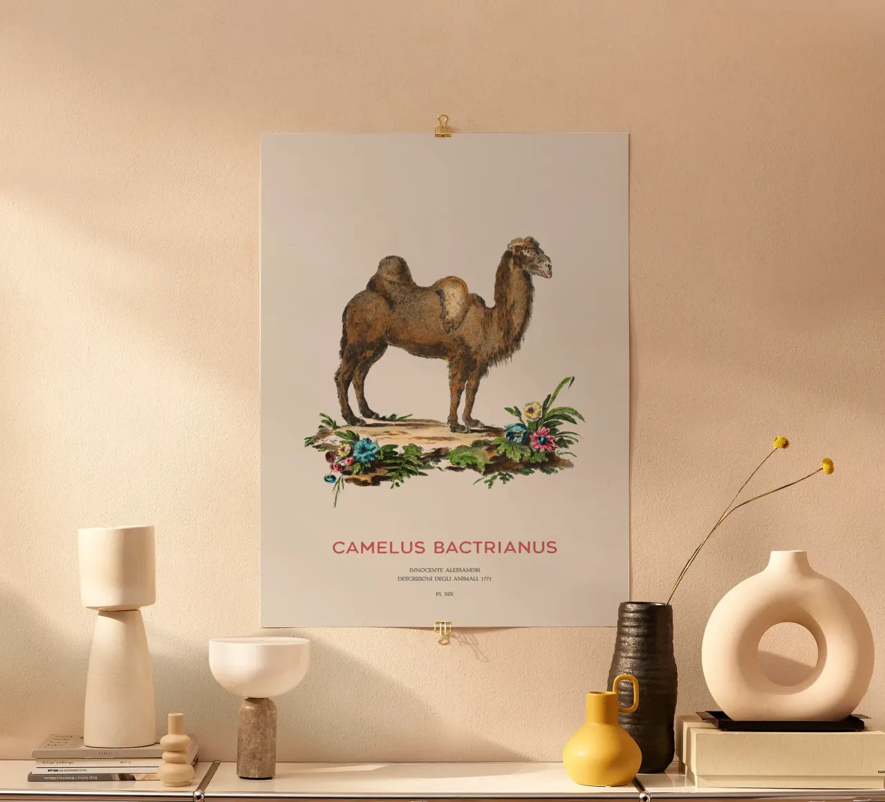 Zweihöckriges Kamel Wissenschaftliche Zeichnung Poster von Vintagrafica