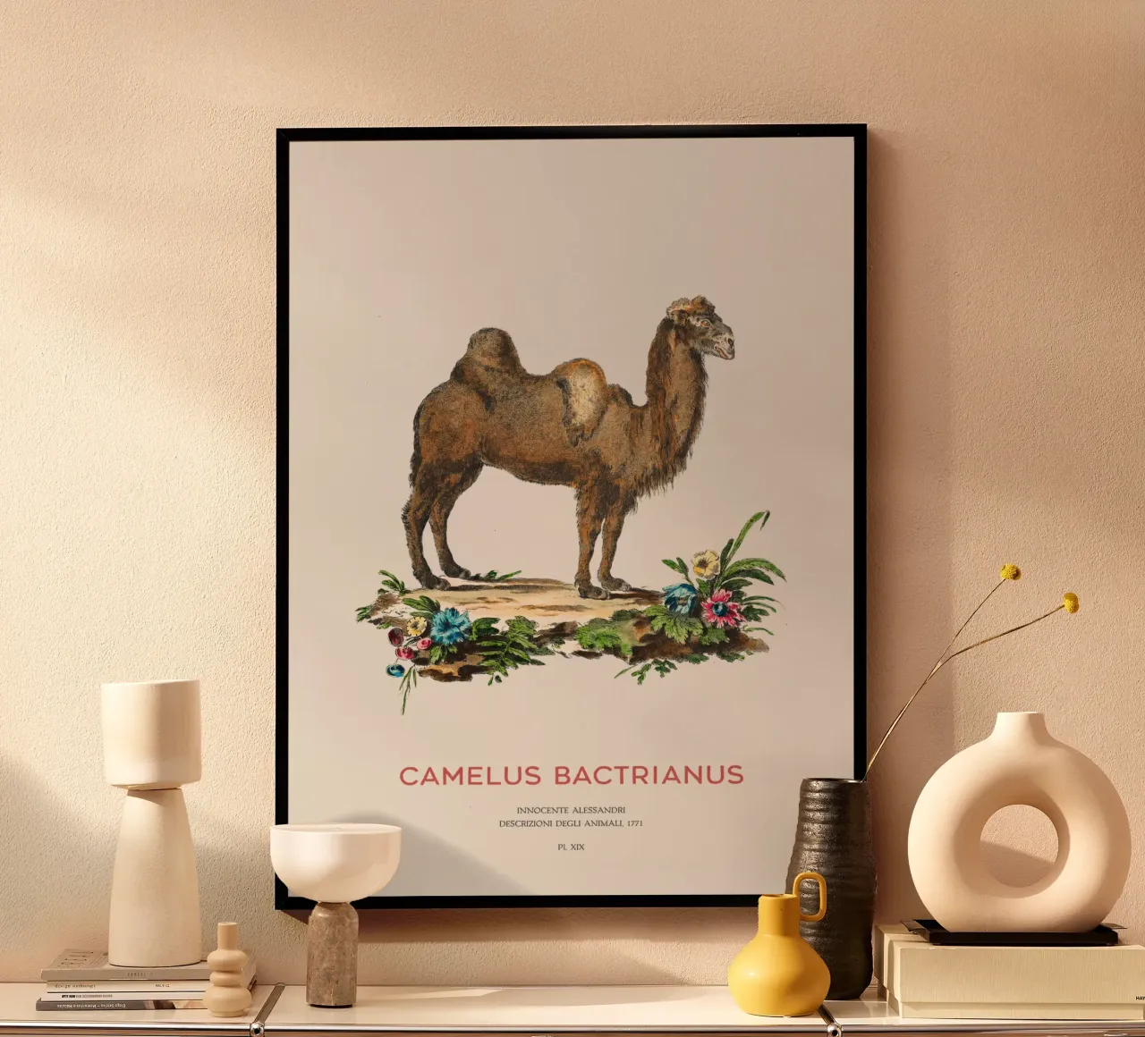Zweihöckriges Kamel Wissenschaftliche Zeichnung Poster von Vintagrafica