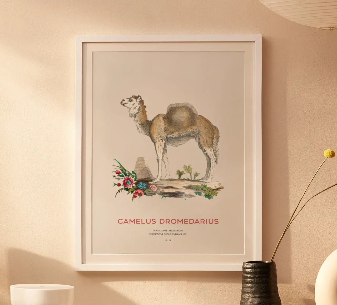 Cammello con una gobba Arte naturalistica d'epoca poster con telaio in plastica da Vintagrafica