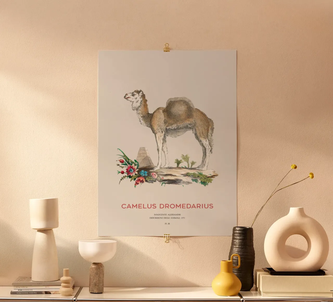 Cammello con una gobba Arte naturalistica d'epoca poster con telaio in plastica da Vintagrafica