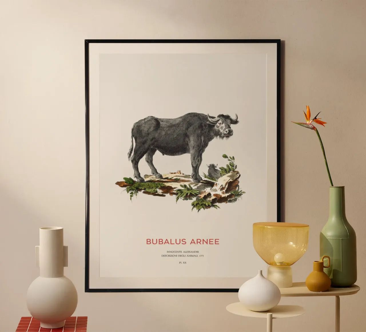 Bufalo d'acqua selvatico Arte scientifica poster da Vintagrafica
