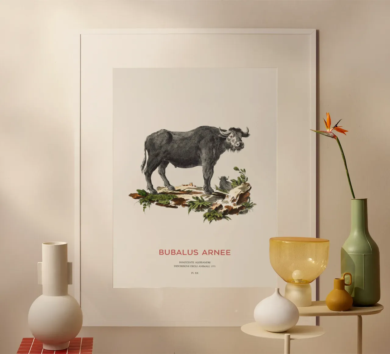 Bufalo d'acqua selvatico Arte scientifica poster da Vintagrafica