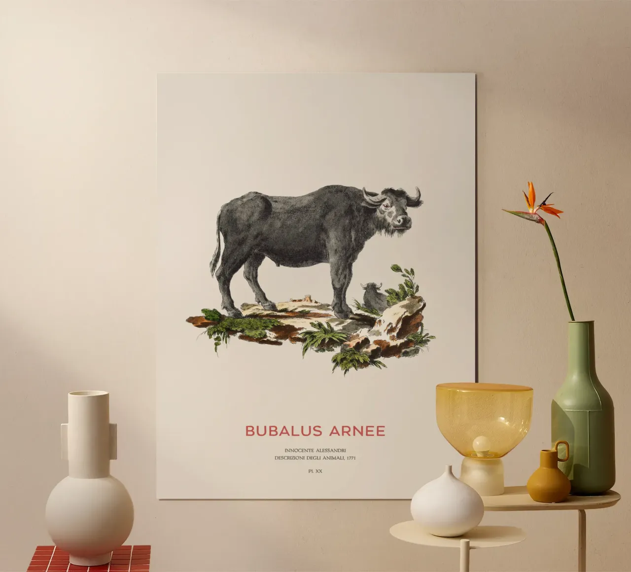 Bufalo d'acqua selvatico Arte scientifica poster da Vintagrafica