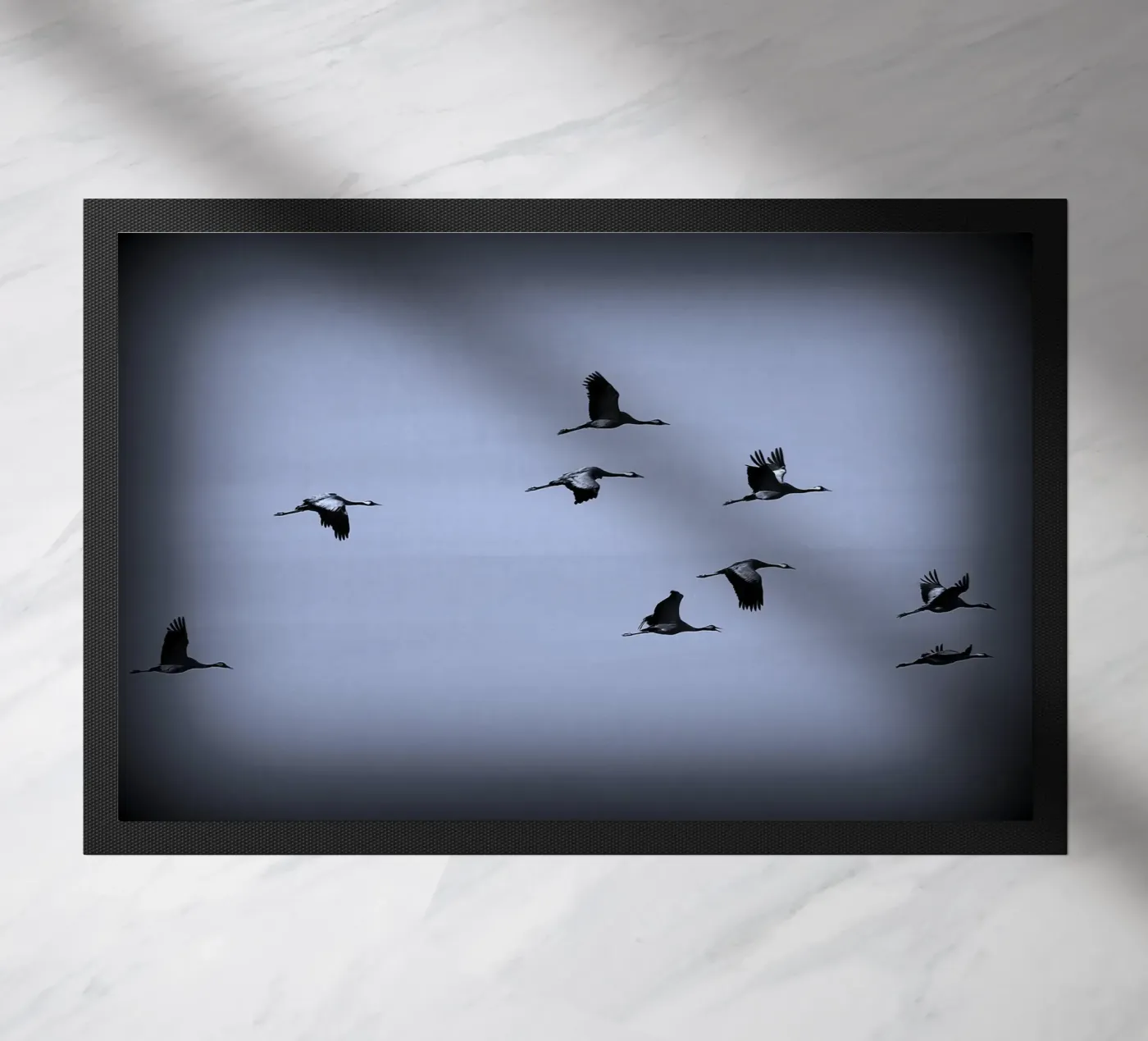 BW55 zerbino da Thierry vobmann photography