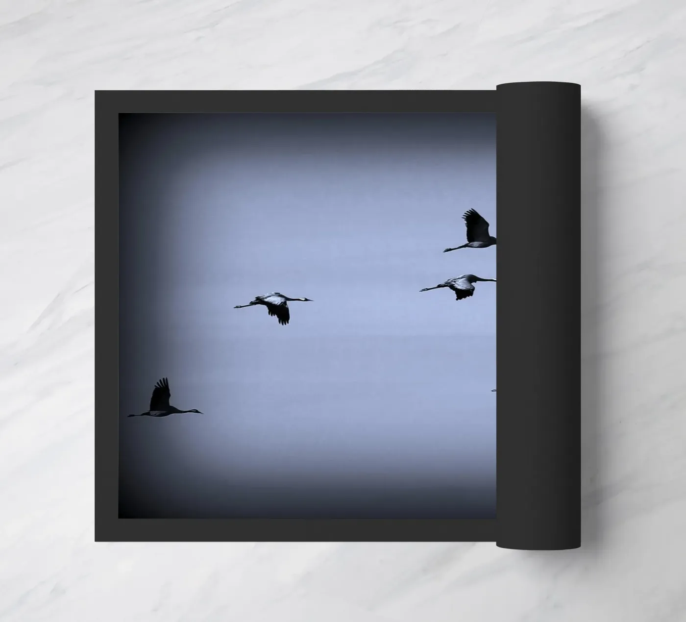 BW55 zerbino da Thierry vobmann photography