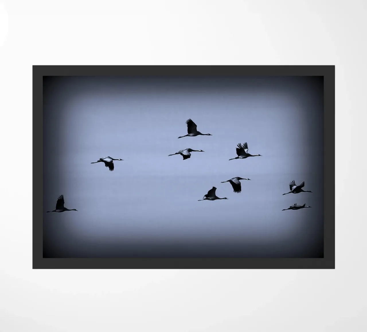 BW55 zerbino da Thierry vobmann photography