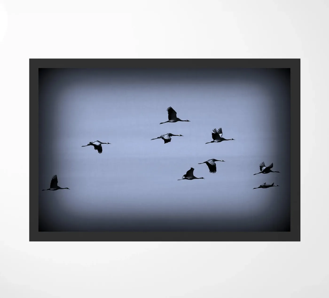 BW55 zerbino da Thierry vobmann photography