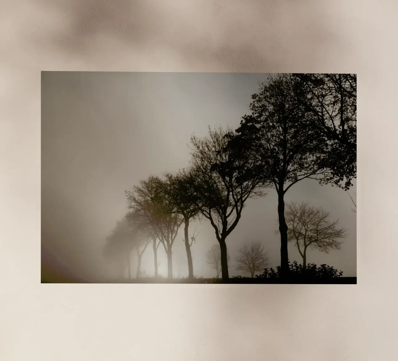 Brown Trees pellicola backlit da Monika Strigel