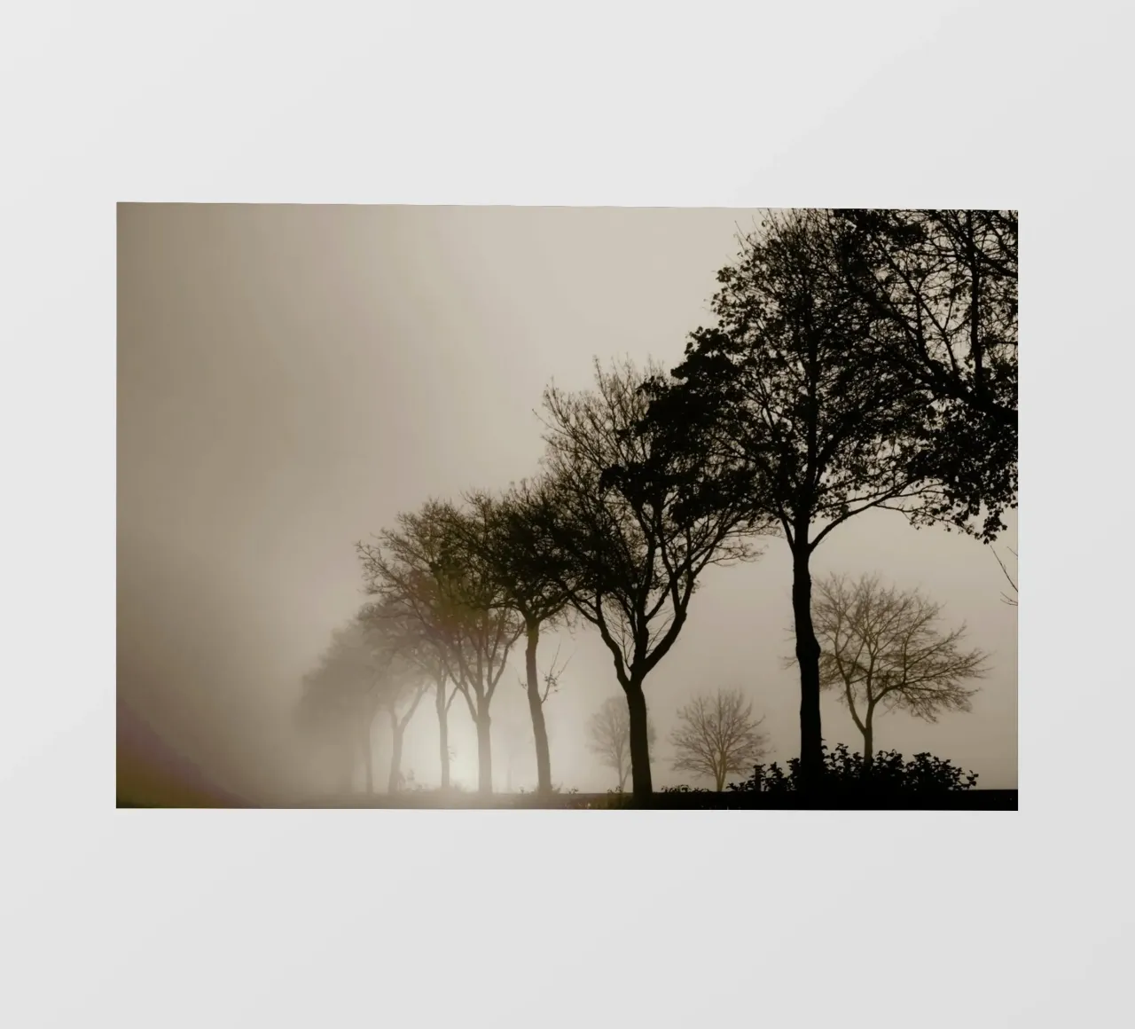 Brown Trees pellicola backlit da Monika Strigel
