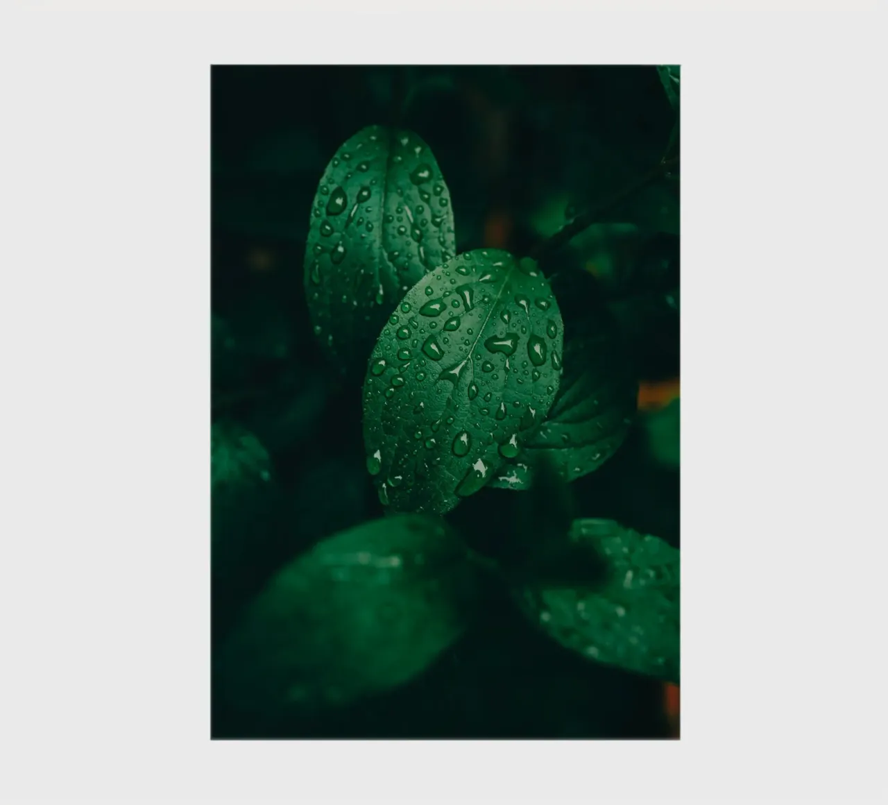 Feuille sombre avec gouttes de pluie - Moody Macro-Photo de plantes carnet de notes de Bold and Retro