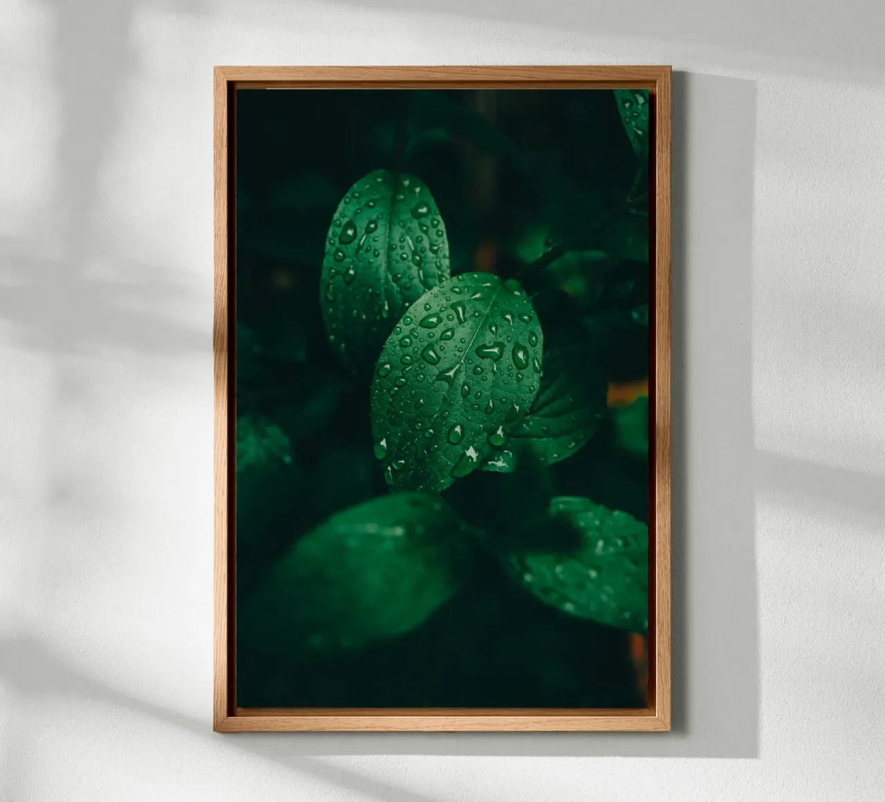 Dark leaf with raindrops - Moody macro plant photo alu-dibond by Bold and Retro