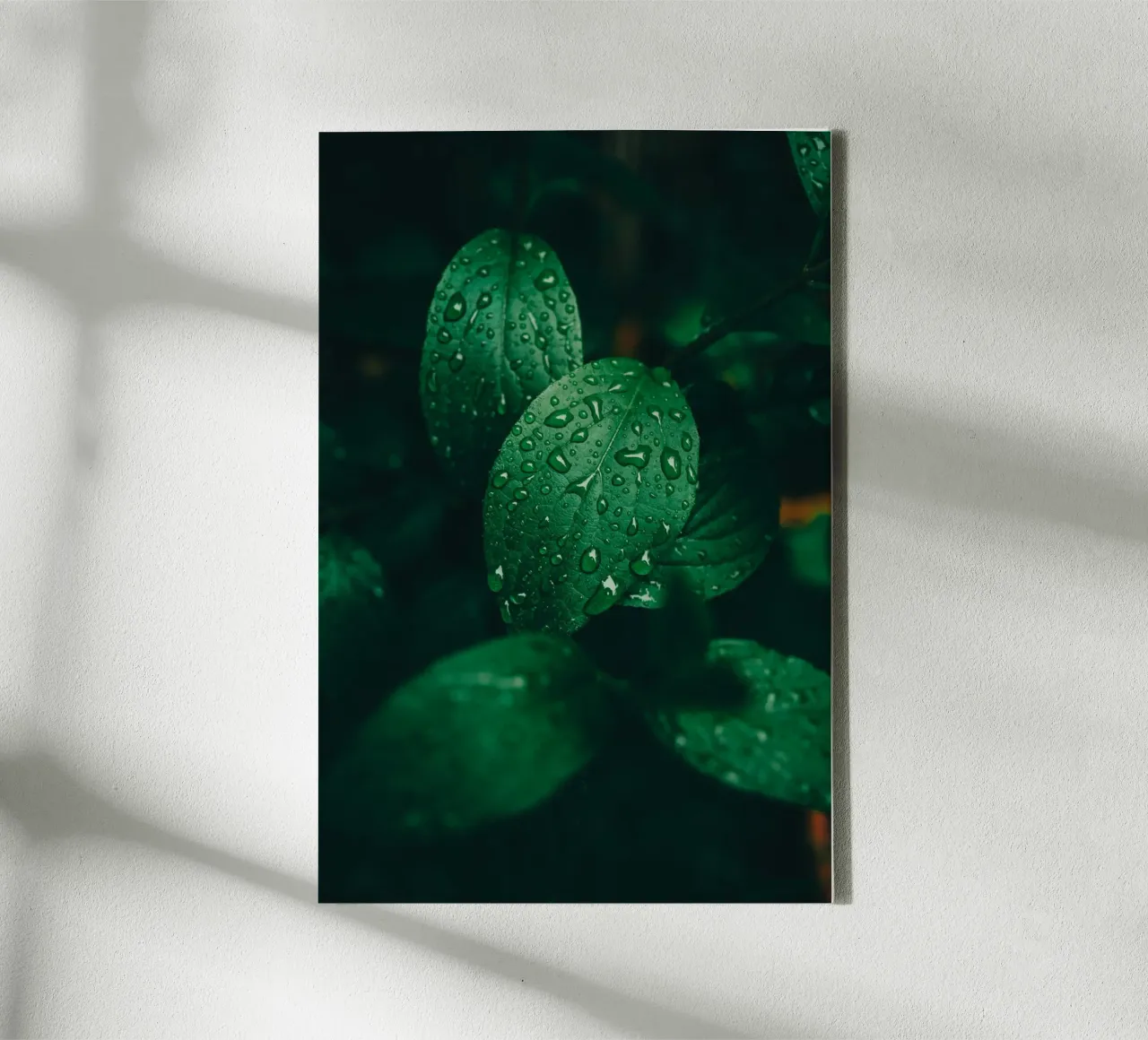 Dark leaf with raindrops - Moody macro plant photo canvas by Bold and Retro