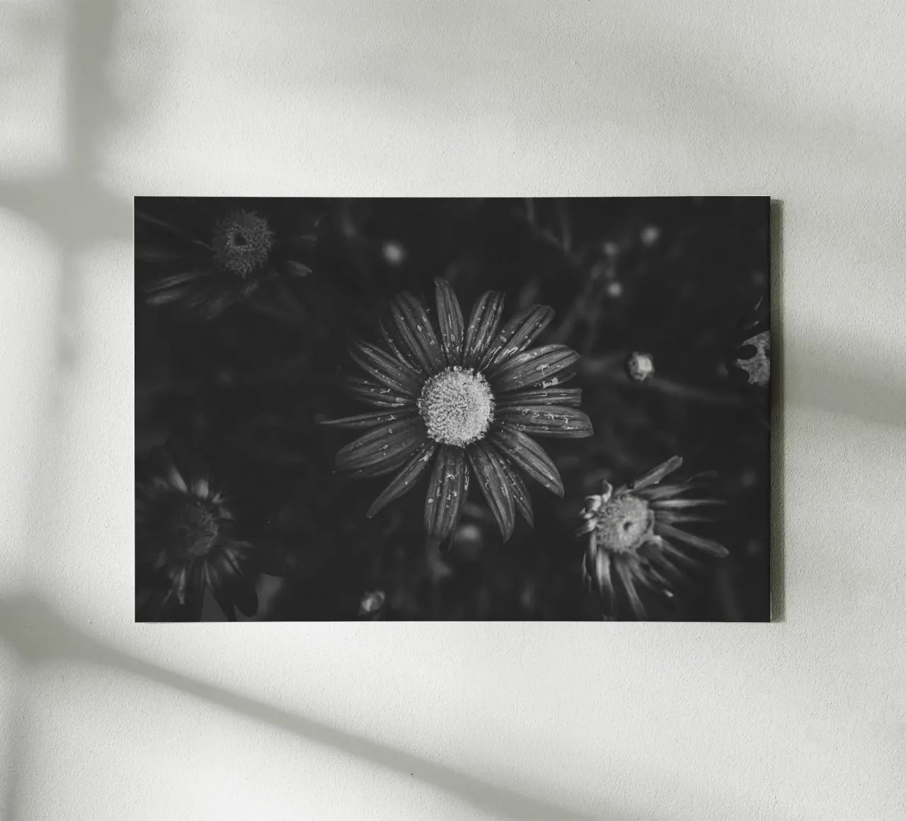 Dettaglio di un fiore in bianco e nero: immagine artistica della natura tela con Cornice a cassetta da Bold and Retro