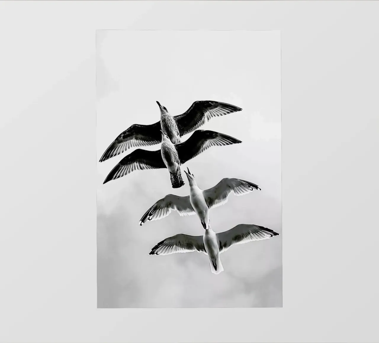 Soaring Seagulls pellicola backlit da Babett Schultze