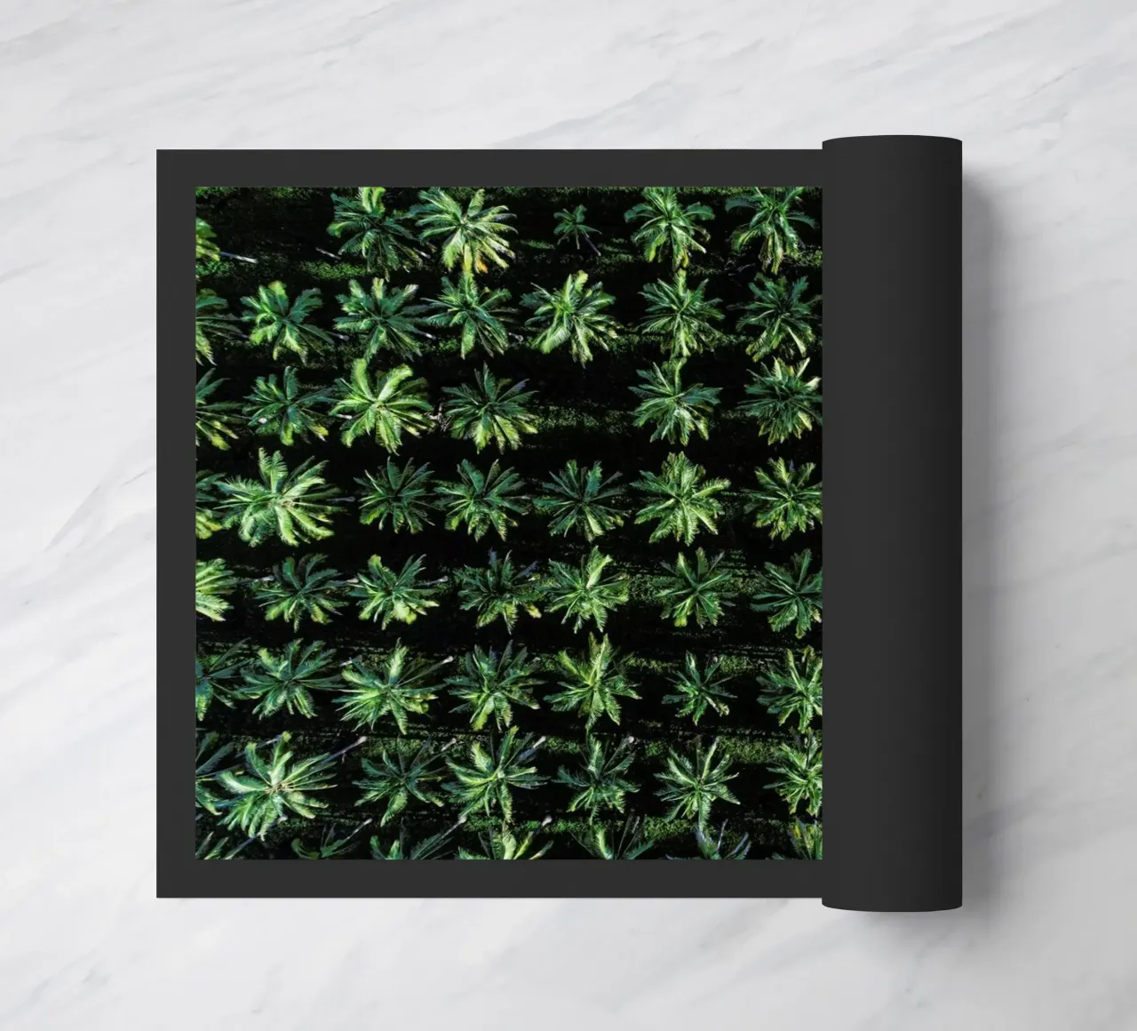 Palms zerbino da ROBERTO H