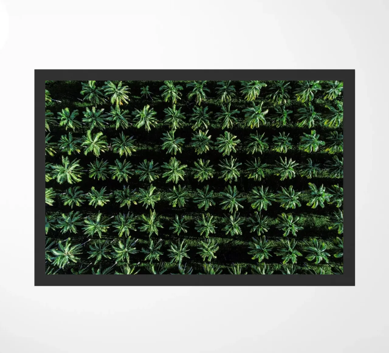 Palms zerbino da ROBERTO H