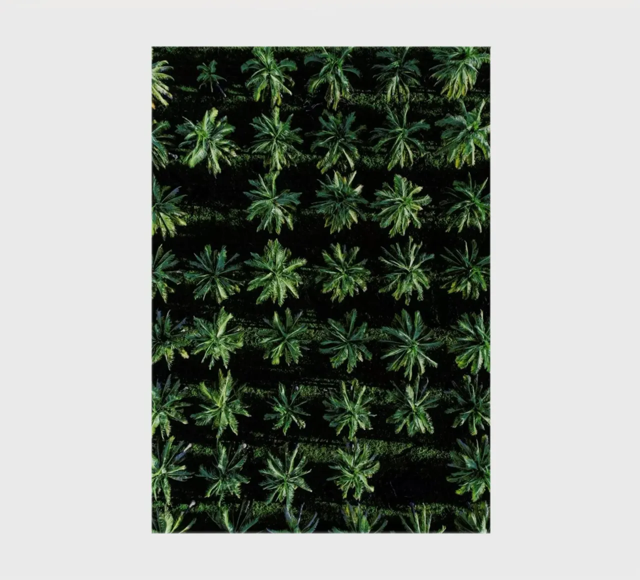Palms notebook by ROBERTO H